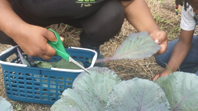 Harvesting time