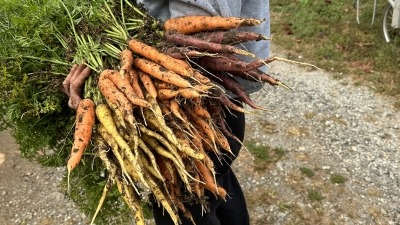 carrots: everyone's favorite crop