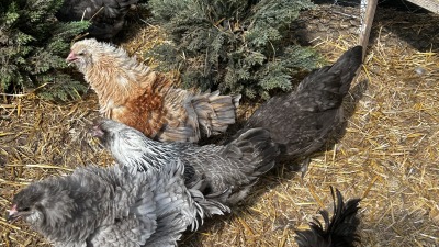 Hens of different colors pecking among the straw and plants.