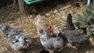 Gray, orange and black hens in front of the nesting boxes.
