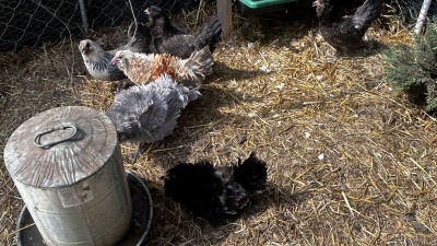 Hens resting in the pen next to a large metal feeder.