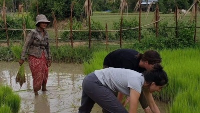 Lauren harvesting rice in Cambodia