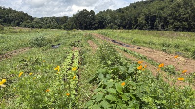 Bottom field crops. 