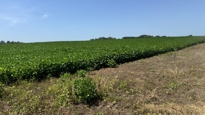No-till soybeans.