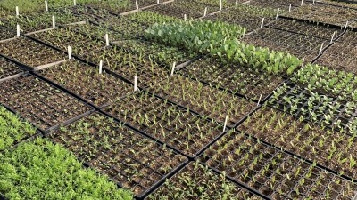 A look inside our propagation greenhouse