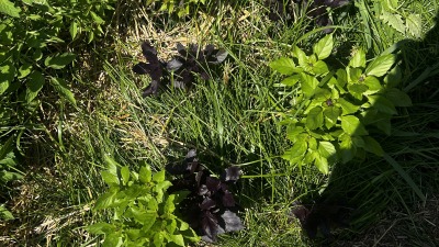 Vegetable garden with green plants and herbs growing.