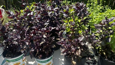 Purple-leaf plants in pots.