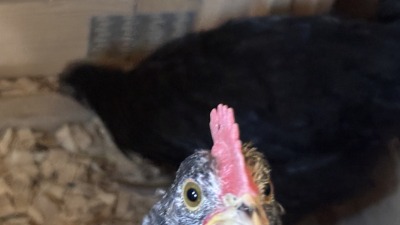 Who’s there? Black-and-white barred chicken standing near a coop window.