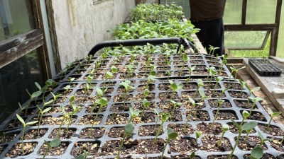 In seed shed at Heathcote, spring 2022.