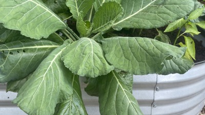 Collards I grew in a raised garden bed