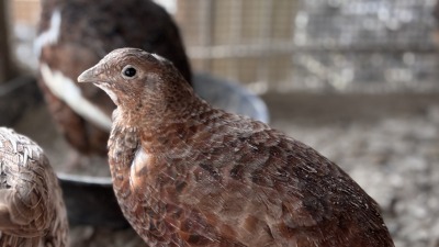 Quail raised at RareBreed Legacy Farms as part of our small poultry flock.