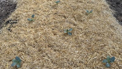 organic mulch on brassica transplants