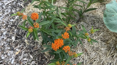 pollinator butterfly weed