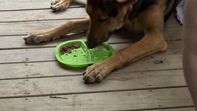 German Shepherd dog