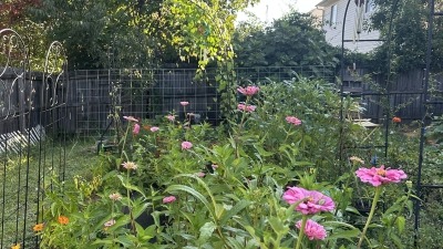Zinnia patch