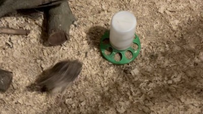 Quail in their sawdust enclosure, with a waterer and logs.