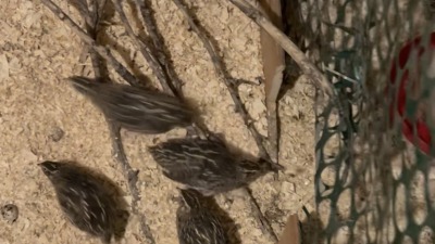 Quail inside the enclosure, next to the wire mesh.
