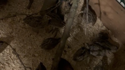 Quail in a corner of the enclosure, near the wood.