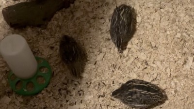 Quail on the sawdust, next to the waterer.