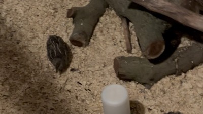 Group of quail among the logs and branches in the enclosure.