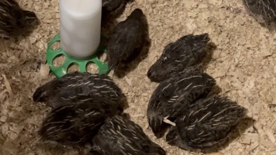 Quail gathered next to the waterer and the logs.