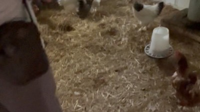 Inside the chicken coop, with hens in the back on the straw.