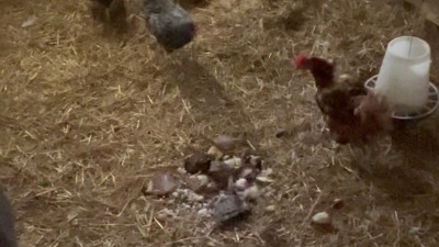 Hens walking around the chicken coop.