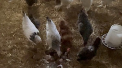 White, black and brown hens inside the chicken coop.