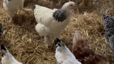 Many white and brown hens in the chicken coop.