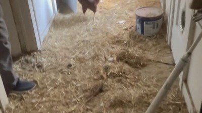 Chicken coop hallway with a hen in the back.
