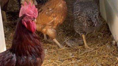 Reddish and brown hens inside the chicken coop.