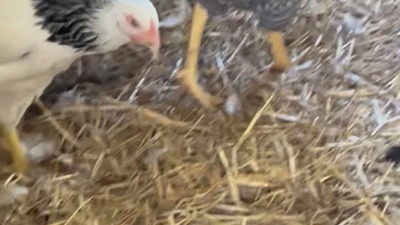 Speckled-feathered hens on the straw.