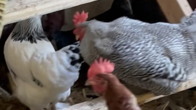 Hens on the roosting perches of the chicken coop.