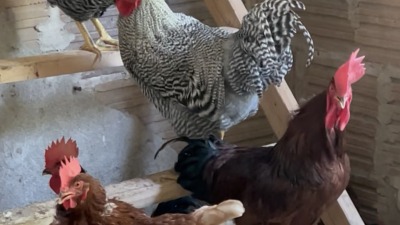 Hens perched on a roost inside the chicken coop.