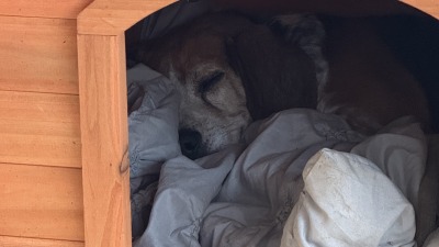 Beagle in a doghouse
