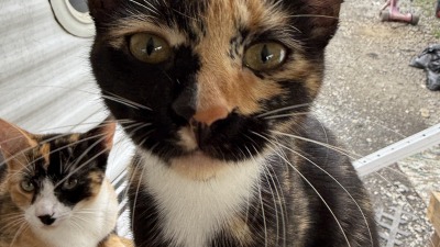 Calico cat