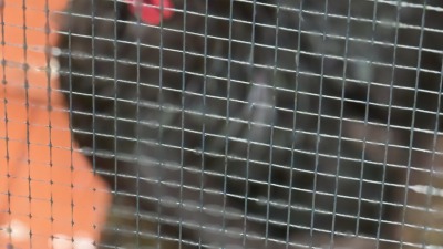 Rooster