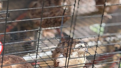 Citric quail