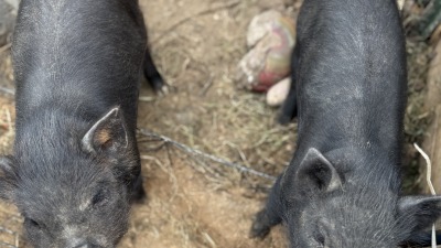 Kunekune piglets