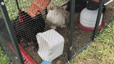 Cochin rooster & hens