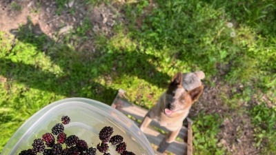 Spring mulberry harvest