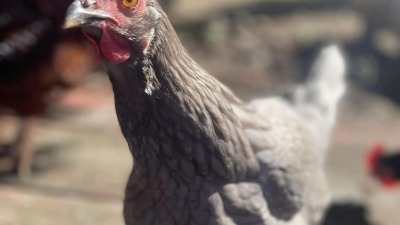 You are coming right? -Gray chicken standing outdoors with other chickens in the background.
