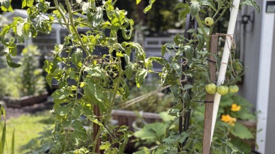 Mixed vegetables and flowering plants growing in an outdoor garden.