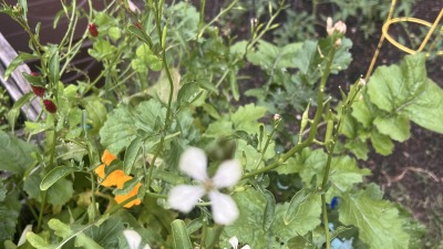 Mixed vegetables and flowering plants growing in an outdoor garden.