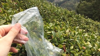 Harvesting green tea in Japan