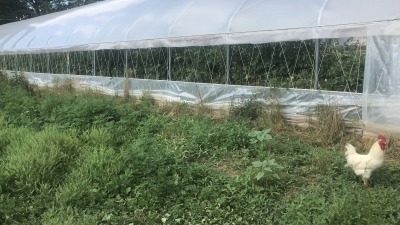 High tunnel tomatoes.