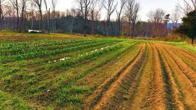 Tulips and daffodils on rows