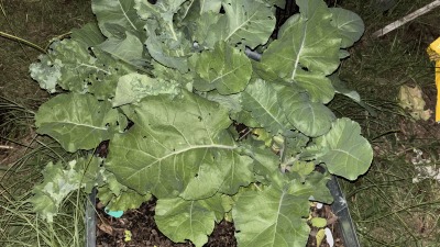 My turnips, radish & beets