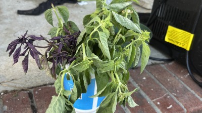 Basil I propagated