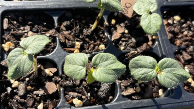 The okra I started